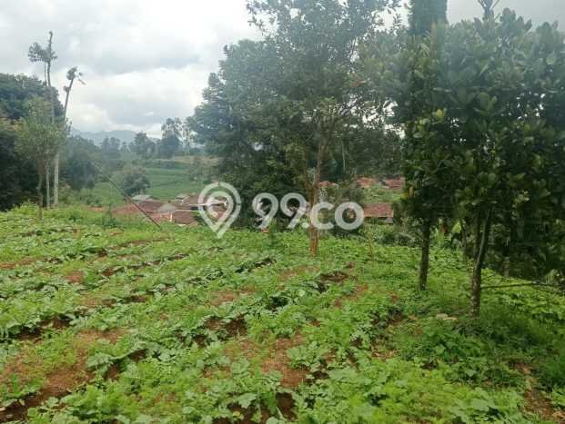 Lahan untuk Dijual di Ciwidey Bandung Luas 2800m2 Lahan untuk Dijual di Ciwidey Bandung Luas 2800m2