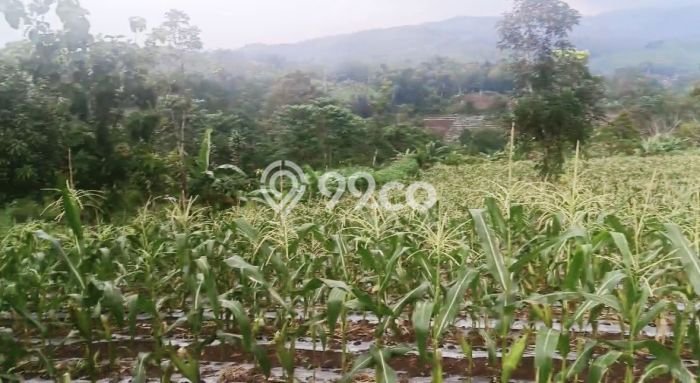 Kavling Tanah Dijual di Cireunghas, Sukabumi, Luas 4513m2 Area Strategis Kavling Tanah Dijual di Cireunghas, Sukabumi, Luas 4513m2 Area Strategis