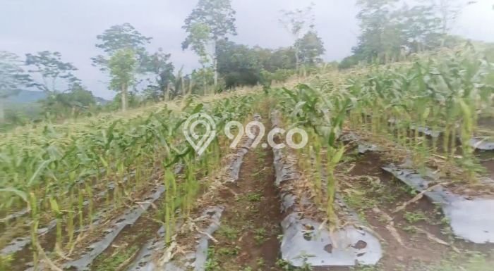 Kavling Tanah Dijual di Cireunghas, Sukabumi, Luas 4513m2 Area Strategis Kavling Tanah Dijual di Cireunghas, Sukabumi, Luas 4513m2 Area Strategis