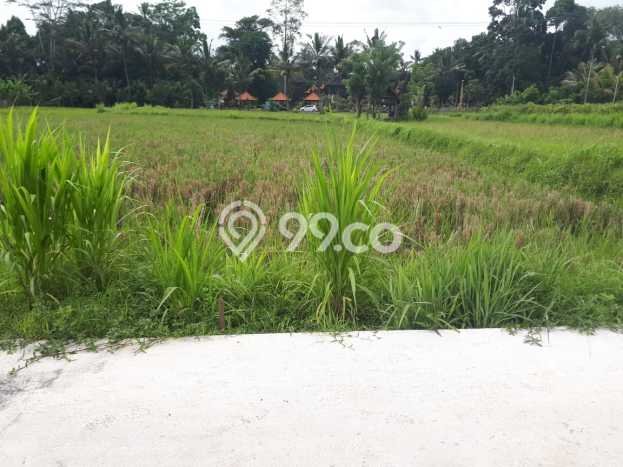 Tanah Bisnis Kawasan Mengwi, Luas 3900m², Akses Mudah Tanah Bisnis Kawasan Mengwi, Luas 3900m², Akses Mudah