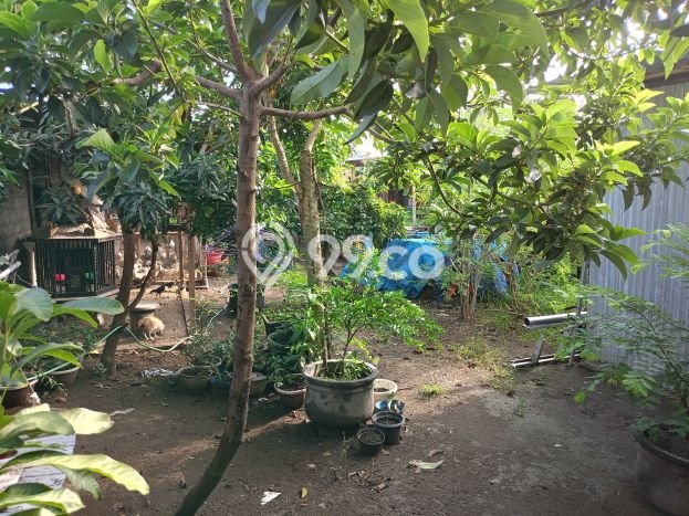 Jual Rumah Siap Huni di Pare Kediri Harga Rp 450 Juta LT 420m2 Jual Rumah Siap Huni di Pare Kediri Harga Rp 450 Juta LT 420m2