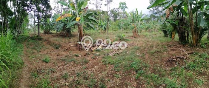 Lahan Strategis di Trawas Dijual dengan Luas 12000m2 Lahan Strategis di Trawas Dijual dengan Luas 12000m2