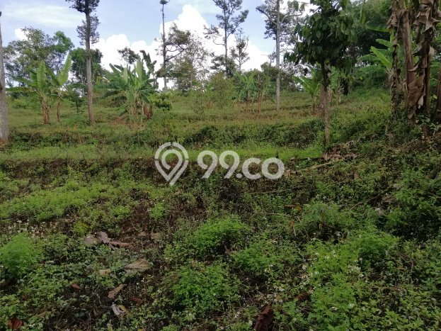 Lahan Strategis di Trawas Dijual dengan Luas 12000m2 Lahan Strategis di Trawas Dijual dengan Luas 12000m2