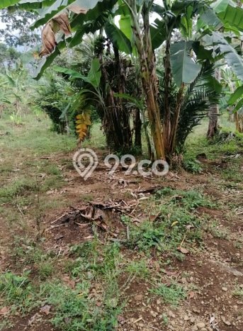 Lahan Strategis di Trawas Dijual dengan Luas 12000m2 Lahan Strategis di Trawas Dijual dengan Luas 12000m2