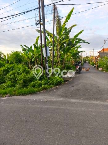 Tanah Kavling Dijual di Jimbaran, Badung dengan Luas Tanah 1231m2 Tanah Kavling Dijual di Jimbaran, Badung dengan Luas Tanah 1231m2
