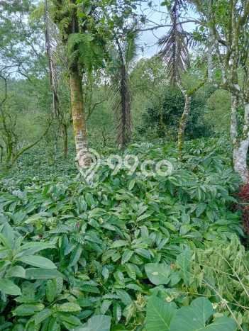 Lahan Dijual Lokasi Strategis di Buleleng dengan Luas 38500m2 Lahan Dijual Lokasi Strategis di Buleleng dengan Luas 38500m2