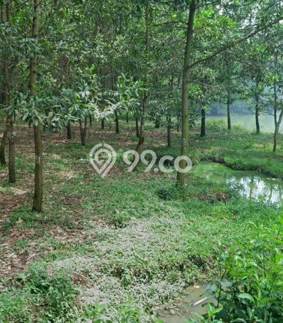 Kavling Tanah Dijual di Rangkasbitung Lebak Spesifikasi 120000m2 Kavling Tanah Dijual di Rangkasbitung Lebak Spesifikasi 120000m2
