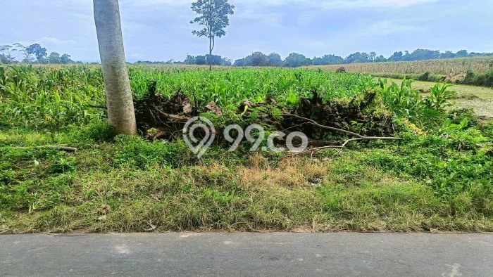 Lahan untuk Dijual Lokasi Tulung, Klaten Luas 976m2 SHM Lahan untuk Dijual Lokasi Tulung, Klaten Luas 976m2 SHM