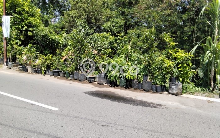 Tanah Dijual Lokasi Piyungan, Bantul dengan Luas Tanah 418m2 dan Status SHM Tanah Dijual Lokasi Piyungan, Bantul dengan Luas Tanah 418m2 dan Status SHM