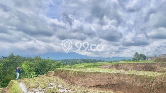 Tanah untuk Dijual Lokasi Darangdan, Purwakarta Luas 2500m2 - Tanah untuk Dijual Lokasi Darangdan, Purwakarta Luas 2500m2 -