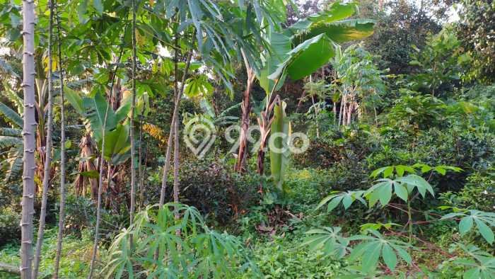 Tanah Kavling untuk Dijual di Kiarapedes Purwakarta 530m2 Tanah Kavling untuk Dijual di Kiarapedes Purwakarta 530m2