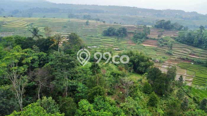 Tanah Dijual Lokasi Darangdan, Purwakarta Luas 2392m2 Legalitas Aman Tanah Dijual Lokasi Darangdan, Purwakarta Luas 2392m2 Legalitas Aman