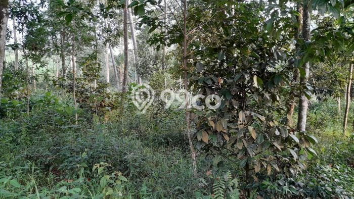 Lahan Investasi Lokasi Bojong Purwakarta SHM Lahan Investasi Lokasi Bojong Purwakarta SHM