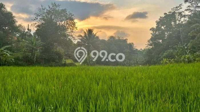 Tanah Dijual Lokasi Bojong, Purwakarta Luas 964m2 Legalitas Aman Tanah Dijual Lokasi Bojong, Purwakarta Luas 964m2 Legalitas Aman