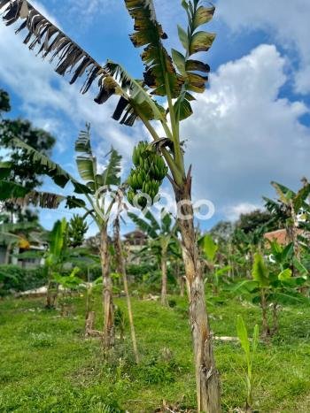 Lahan Strategis di Darangdan Dijual dengan Luas 9500m2 Lahan Strategis di Darangdan Dijual dengan Luas 9500m2
