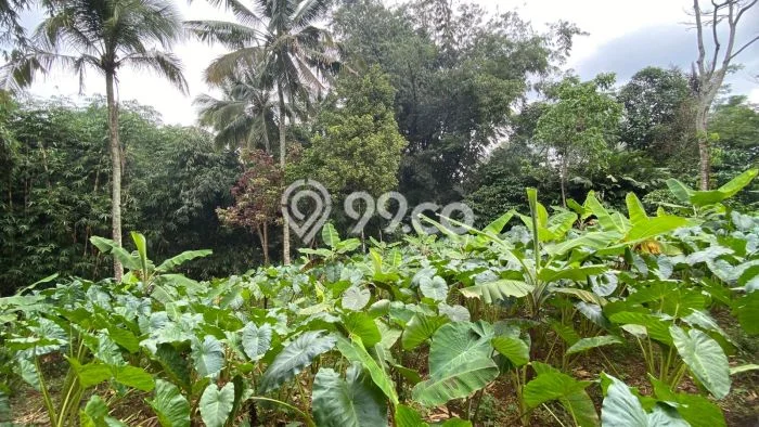 Tanah Dijual Lokasi Bojong Purwakarta SHM Tanah Dijual Lokasi Bojong Purwakarta SHM