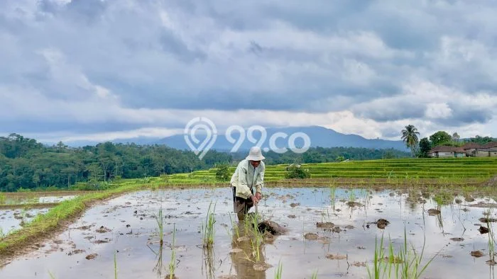 Tanah untuk Dijual Lokasi Darangdan, Purwakarta Luas 2500m2 - Tanah untuk Dijual Lokasi Darangdan, Purwakarta Luas 2500m2 -