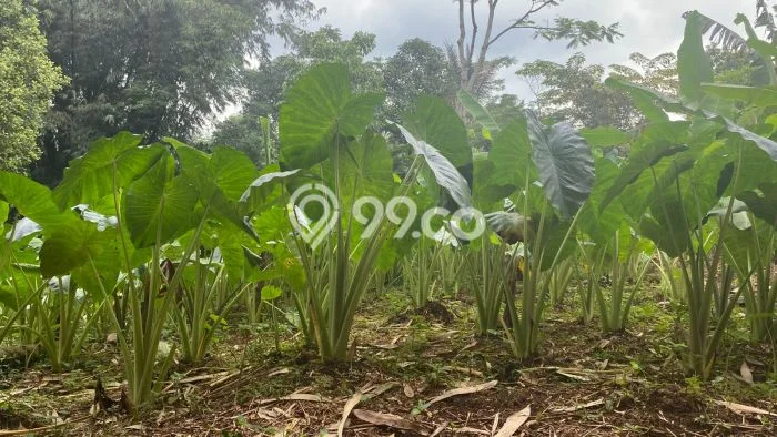 Tanah Dijual Lokasi Bojong Purwakarta SHM Tanah Dijual Lokasi Bojong Purwakarta SHM