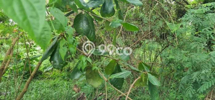 Tanah Dijual Lokasi Bogor Barat Bogor SHM Tanah Dijual Lokasi Bogor Barat Bogor SHM