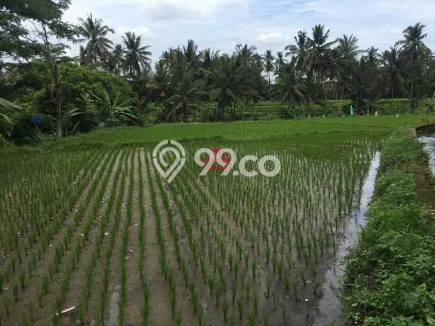 Tanah Dijual Area Strategis di Sayan Gianyar 1700m2 Tanah Dijual Area Strategis di Sayan Gianyar 1700m2
