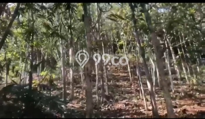 Tanah Dijual Lokasi Sumedang Selatan, Sumedang dengan Luas Tanah 2000m2 dan Status AJB Tanah Dijual Lokasi Sumedang Selatan, Sumedang dengan Luas Tanah 2000m2 dan Status AJB