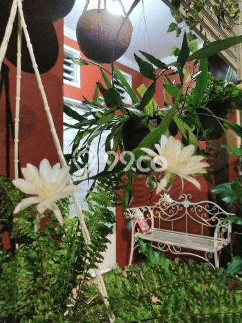 Jual Rumah Mewah Megah Dengan View Cantik di Kebagusan, Jakarta Selatan Jual Rumah Mewah Megah Dengan View Cantik di Kebagusan, Jakarta Selatan