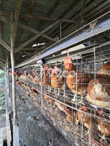 Lahan Strategis di Cicurug Dijual dengan Luas 77000m2 Lahan Strategis di Cicurug Dijual dengan Luas 77000m2