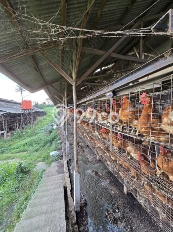 Lahan Strategis di Cicurug Dijual dengan Luas 77000m2 Lahan Strategis di Cicurug Dijual dengan Luas 77000m2