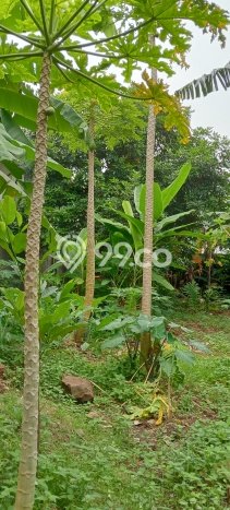 Kavling Tanah Dijual di Pondok Aren Tangerang Selatan Spesifikasi 7400m2 Kavling Tanah Dijual di Pondok Aren Tangerang Selatan Spesifikasi 7400m2