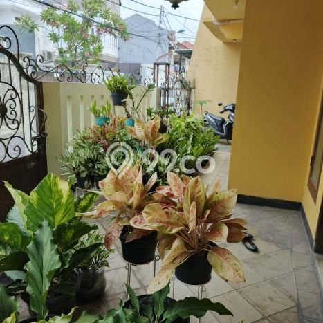 Dijual Rumah Luas Elegan Dengan View Cantik di Kayu Putih, Jakarta Timur Dijual Rumah Luas Elegan Dengan View Cantik di Kayu Putih, Jakarta Timur