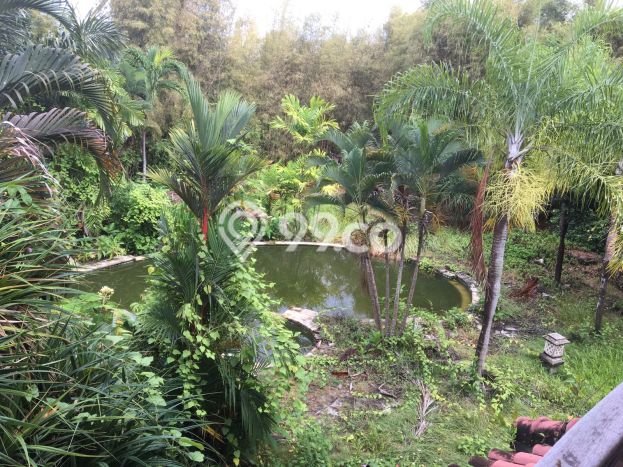 Dijual Tanah 13 Are Bonus Villa Tua Di Bumbak Umalas Harga Termurah Di Areanya Dijual Tanah 13 Are Bonus Villa Tua Di Bumbak Umalas Harga Termurah Di Areanya