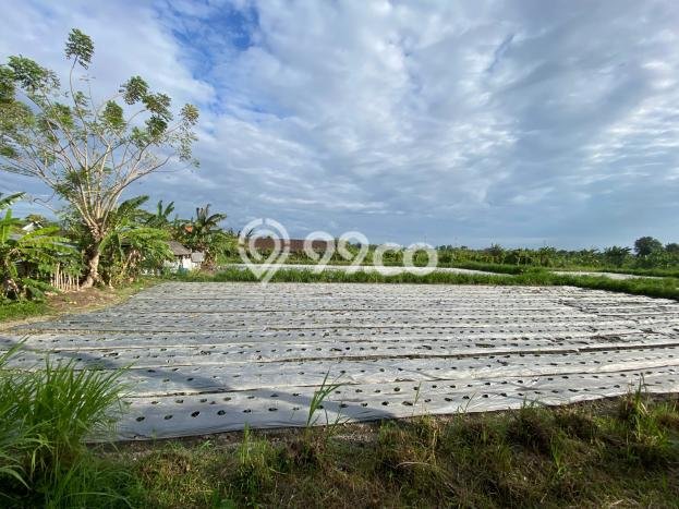 Kavling Tanah Dijual di Dawan Klungkung Spesifikasi 2400m2 Kavling Tanah Dijual di Dawan Klungkung Spesifikasi 2400m2