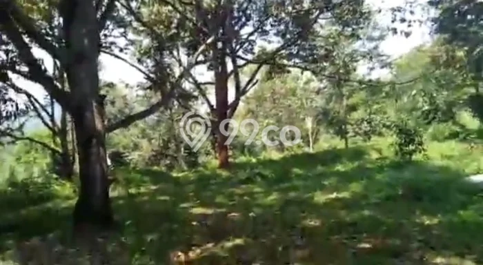 Untuk Dijual Tanah di Subang Subang Luas 1.7e+06m2 SHM Untuk Dijual Tanah di Subang Subang Luas 1.7e+06m2 SHM