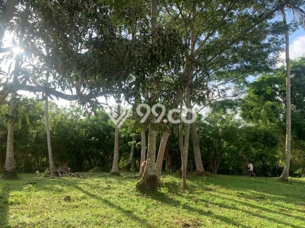 Tanah di Selemadeg, Tabanan Luas 11220m2 Dijual Segera Tanah di Selemadeg, Tabanan Luas 11220m2 Dijual Segera