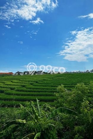 Tanah Dijual Area Strategis di Canggu Badung 130m2 Tanah Dijual Area Strategis di Canggu Badung 130m2