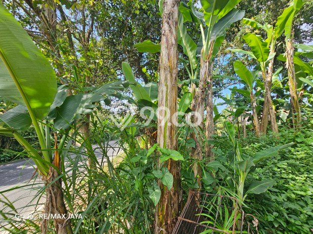Lahan Strategis di Ubud Dijual dengan Luas 3494m2 Lahan Strategis di Ubud Dijual dengan Luas 3494m2