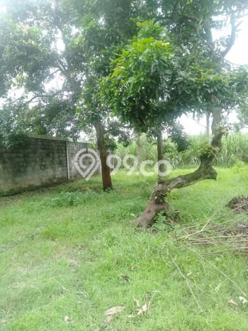 Kavling Tanah di Jombang Dijual Luas 2910m2 Legalitas SHM Kavling Tanah di Jombang Dijual Luas 2910m2 Legalitas SHM