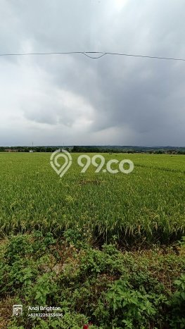 Tanah di Mojowarno, Jombang Luas 14446m2 Dijual Segera Tanah di Mojowarno, Jombang Luas 14446m2 Dijual Segera