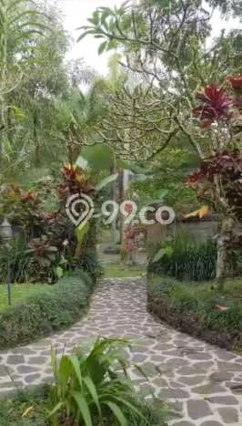 Kavling Tanah untuk Dijual di Sanggingan, Gianyar, Luas 2340m2 Kavling Tanah untuk Dijual di Sanggingan, Gianyar, Luas 2340m2