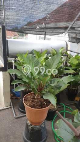Dijual Hunian Mewah dengan Fasilitas Sekitar Komplit di Sukajadi, Bandung Dijual Hunian Mewah dengan Fasilitas Sekitar Komplit di Sukajadi, Bandung