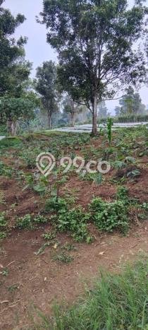 Tanah untuk Dijual Lokasi Cimalaka, Sumedang Luas 12520m2 SHM Tanah untuk Dijual Lokasi Cimalaka, Sumedang Luas 12520m2 SHM