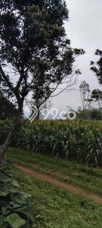 Tanah untuk Dijual Lokasi Cimalaka, Sumedang Luas 12520m2 SHM Tanah untuk Dijual Lokasi Cimalaka, Sumedang Luas 12520m2 SHM