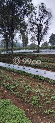 Tanah untuk Dijual Lokasi Cimalaka, Sumedang Luas 12520m2 SHM Tanah untuk Dijual Lokasi Cimalaka, Sumedang Luas 12520m2 SHM