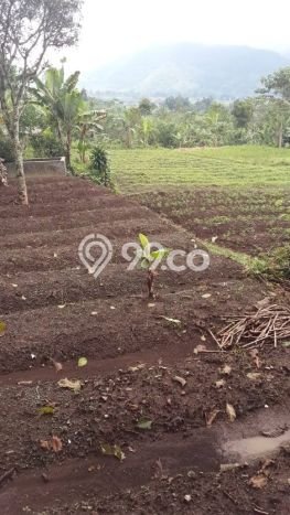 Tanah di Cianjur, Cianjur Luas 11841m2 Dijual Segera Tanah di Cianjur, Cianjur Luas 11841m2 Dijual Segera