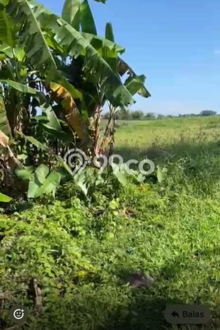 Tanah Dijual di Tabanan Seluas 300m2 Strategis Tanah Dijual di Tabanan Seluas 300m2 Strategis