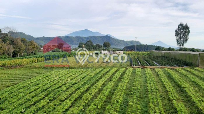 Tanah Strategis Dijual di Jabung Malang 70000m2 Tanah Strategis Dijual di Jabung Malang 70000m2