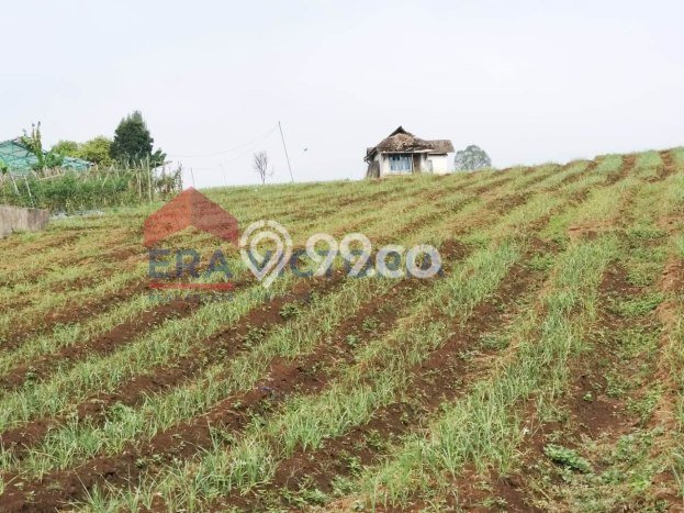 Tanah Strategis Dijual di Jabung Malang 70000m2 Tanah Strategis Dijual di Jabung Malang 70000m2