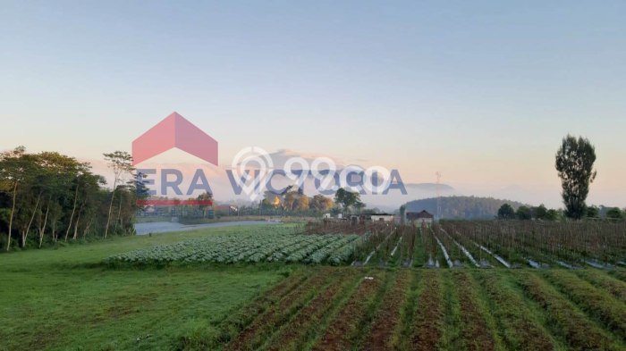 Tanah Strategis Dijual di Jabung Malang 70000m2 Tanah Strategis Dijual di Jabung Malang 70000m2