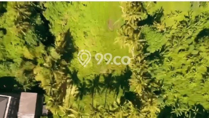 Jarang Ada! Tanah di Ubud Punya Luas 3400m2 SHM Jarang Ada! Tanah di Ubud Punya Luas 3400m2 SHM
