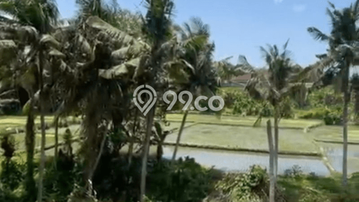 Jarang Ada! Tanah di Ubud Punya Luas 3400m2 SHM Jarang Ada! Tanah di Ubud Punya Luas 3400m2 SHM